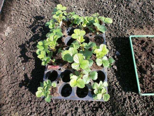 moestuinforum30071331483693.jpg