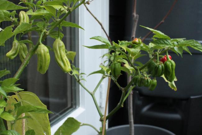 moestuinforumajoema87091333806318.jpg