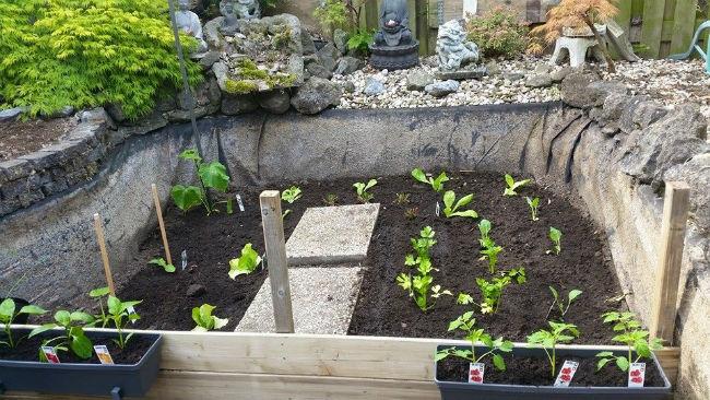 moestuintje15991431336506.jpg