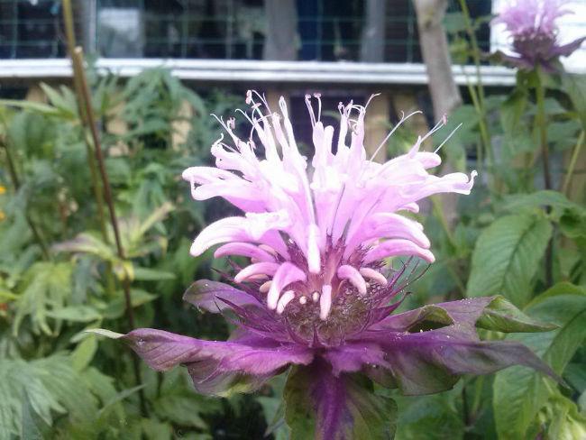 monarda70491438018228.jpg