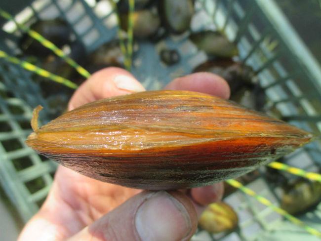 mossel-20-457221492704173.JPG