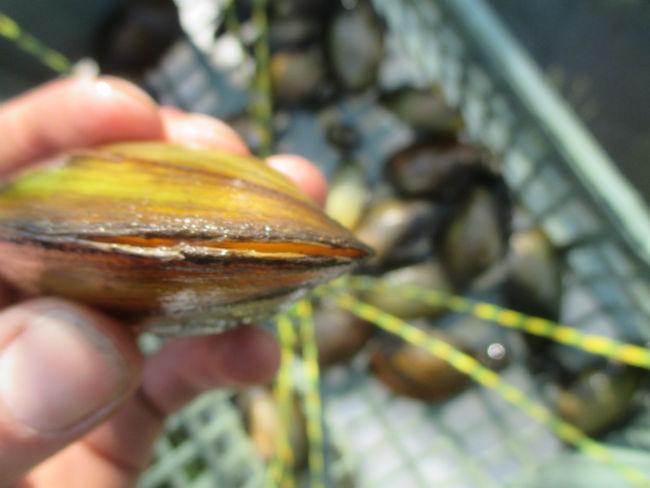 mossel1-20-424041492704159.JPG