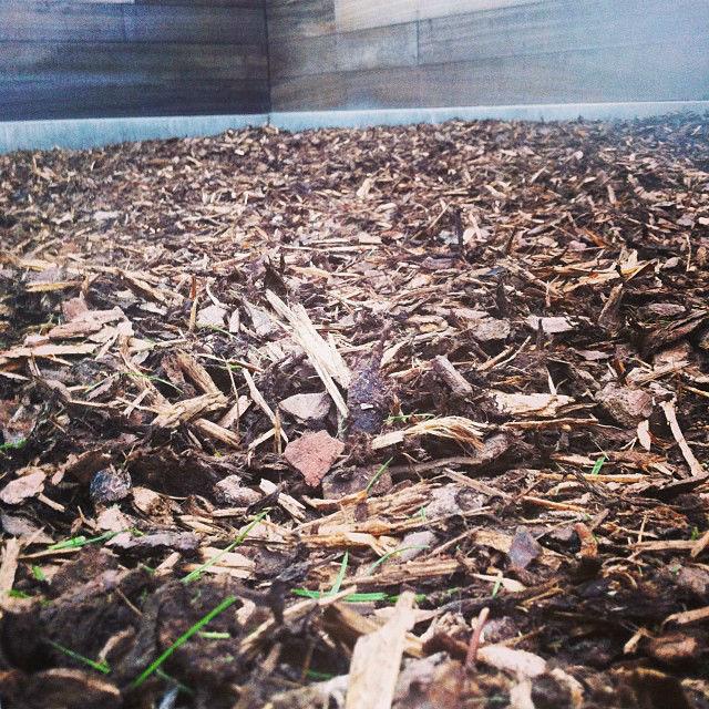 mulch88241410416781.jpg
