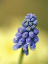 muscari-armeniacum50131363138723.jpg