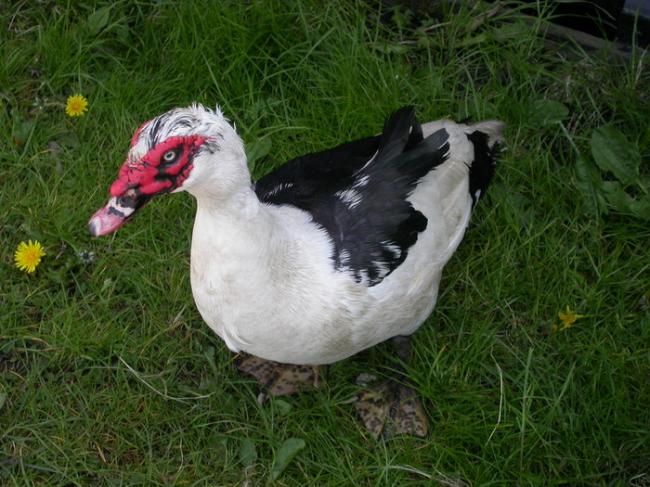 muscovy-duck65341334267218.jpeg