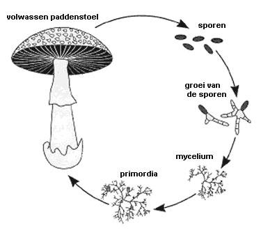 mushroom-life-cycle87221364224624.jpg