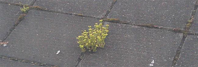 muurpeperhtchd89621339321944.jpg