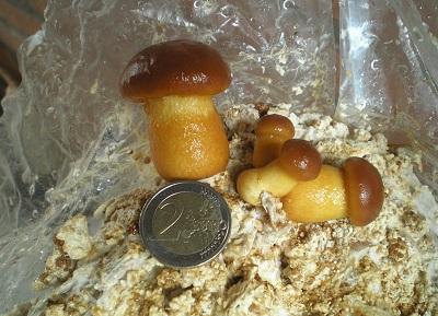 nameko-00631561327414926.JPG