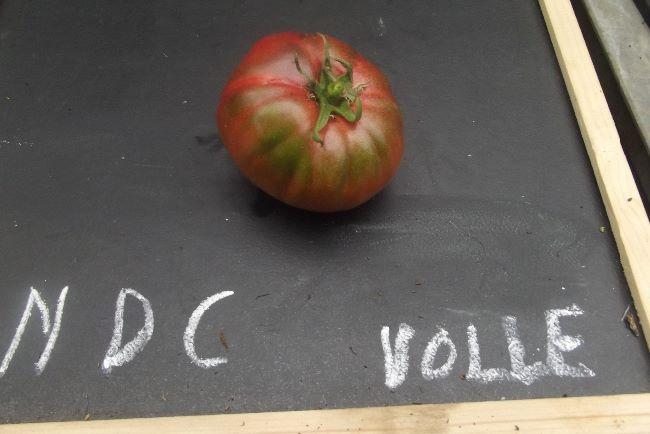 ndc-volle-grond19071501349211.JPG