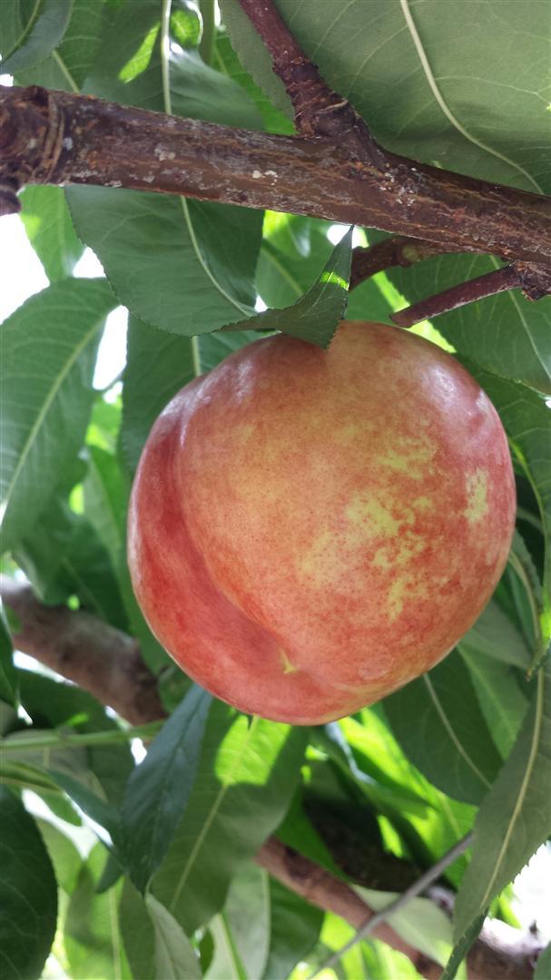 nectarine-(large)26851375285886.jpg