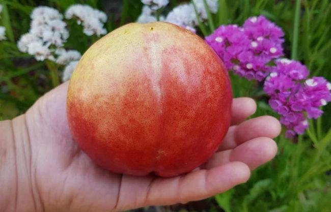 nectarine14171532168008.jpg