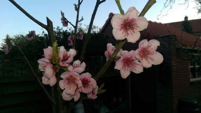 nectarine96311490700009.jpg