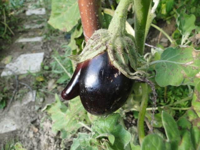 neusaubergine41991381179194.jpg