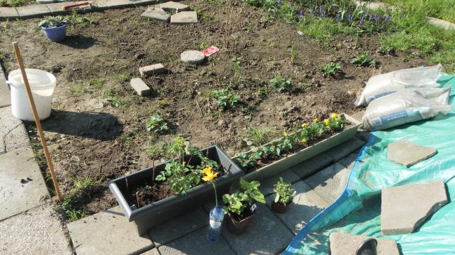 nieuwe-planten-op-de-tuin24491367319033.JPG