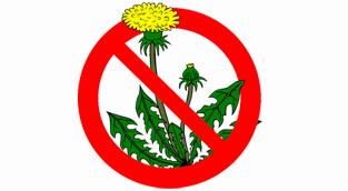 no-weeds26451403157118.png