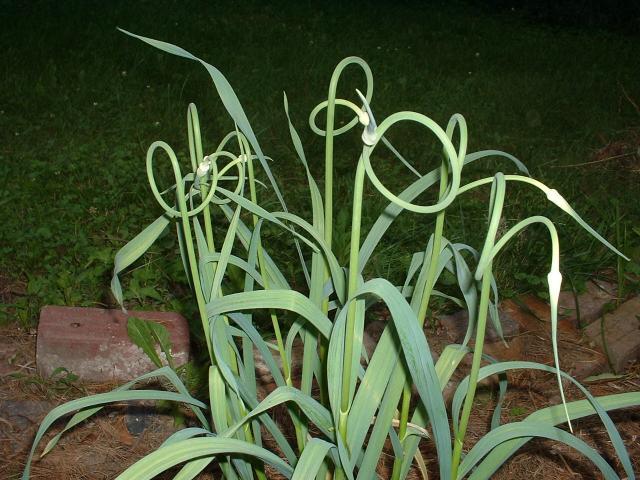 normalallium-sativum-ophioscorodon81221367625540.jpg