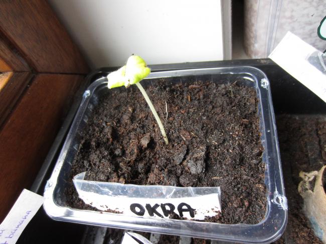 okra56311327571060.JPG