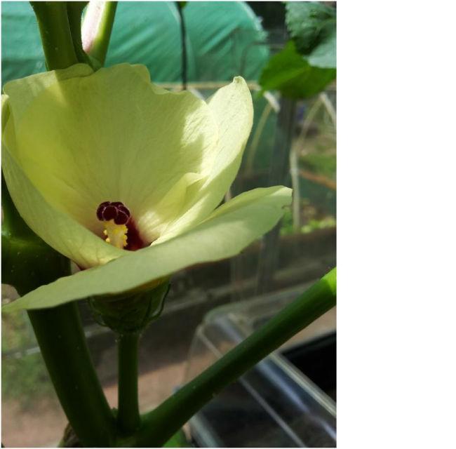 okra68821495135504.jpg