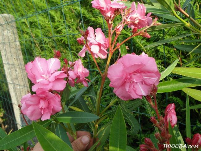oleander63991407930942.jpg