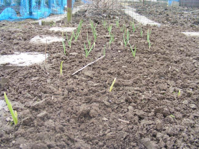 olifanten-knoflook-3-3-201273211330786296.JPG
