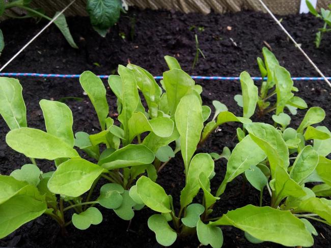 onbekend-plantje-26-6-1334731372362623.jpg