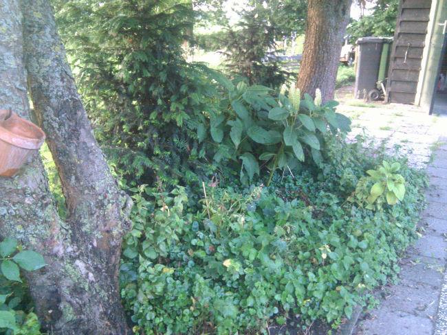 onder-appelboom-7-juli-2013-242761379084630.jpg