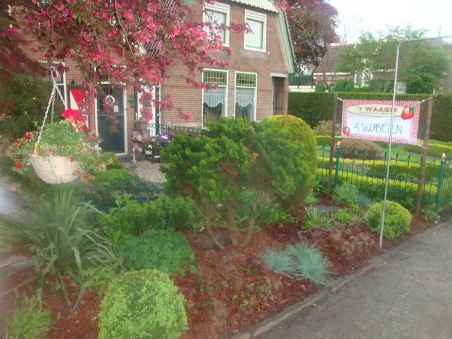 onze-tuin-2012-264711336504252.JPG