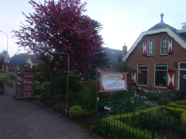 onze-tuin-met-aardbeien-banner37711336504121.JPG