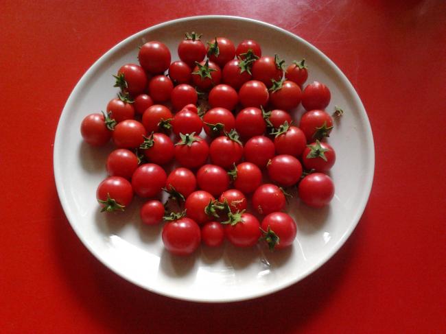 oogst-garten-perle-23-aug-201252081345721019.JPG