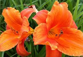 oranje-daglelie37891430059755.jpg