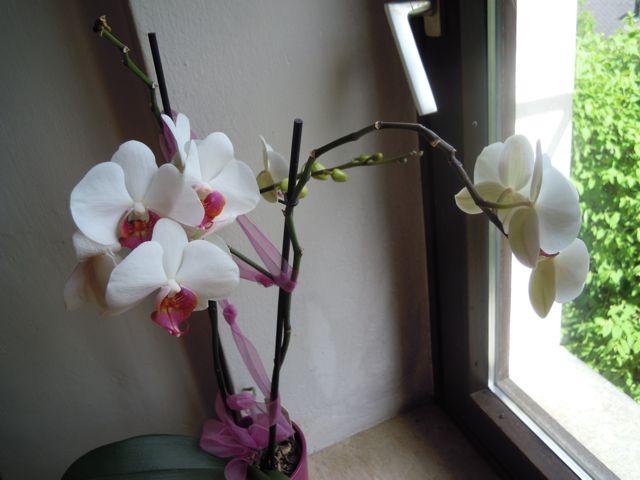 orchidee-marianne72691368434954.jpg