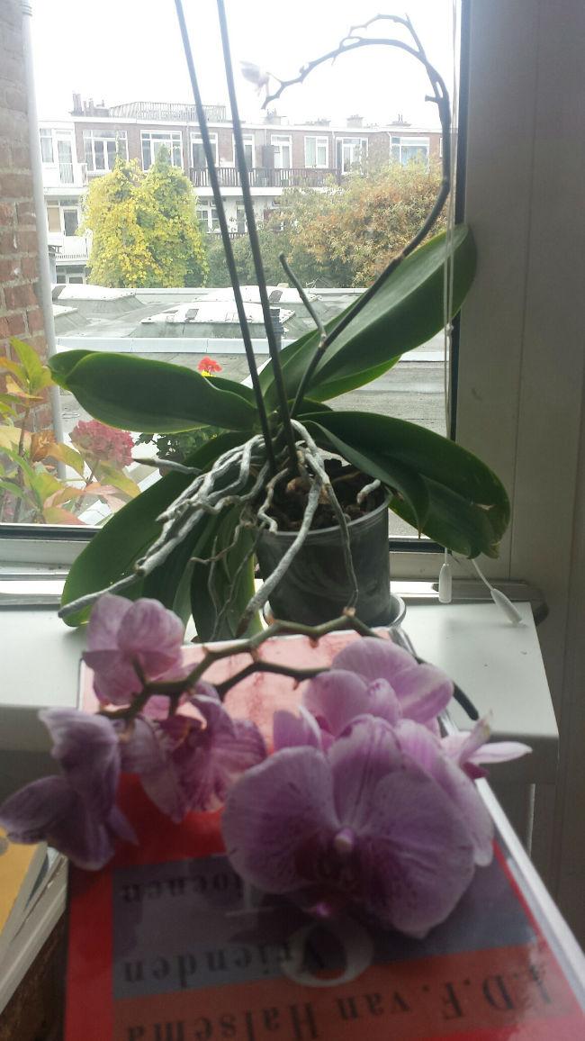orchidee40421477565113.jpg