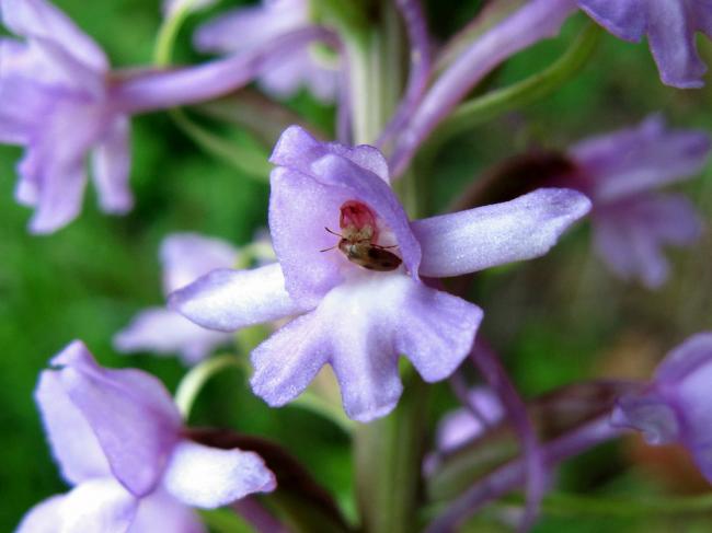 orchideejul3i64241373105751.jpg