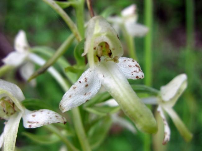 orchideejuli230321373105768.jpg