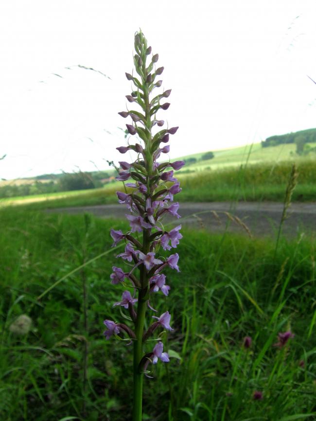 orchideejuli491951373105775.jpg