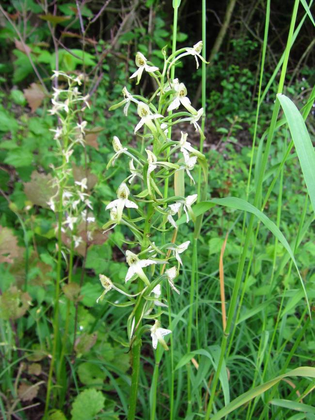 orchideejuli99421373105760.jpg