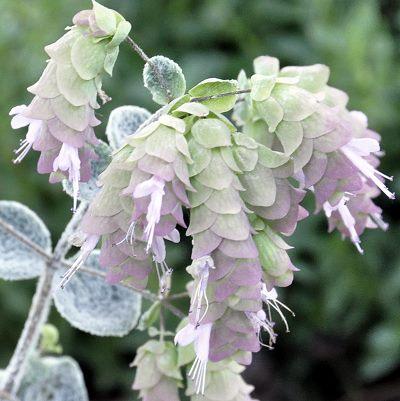 oridictamnusflowers26231338463252.jpg