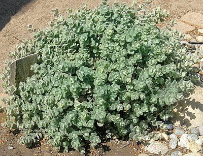 oridictamnusshrub63141338463253.jpg