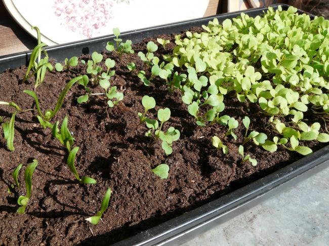 p1060003-sla,-rucola-en-spinazie67841332502224.JPG