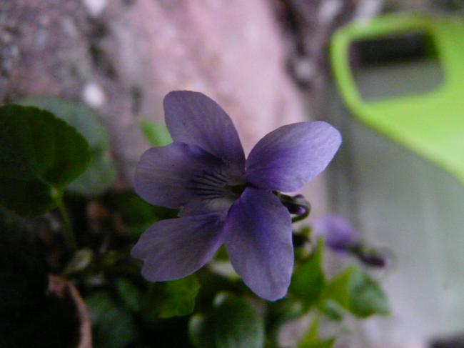 p1060095-wilde-viool51911333523344.JPG