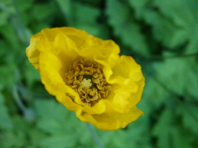 p1060360-gele-klaproos64621337194119.JPG