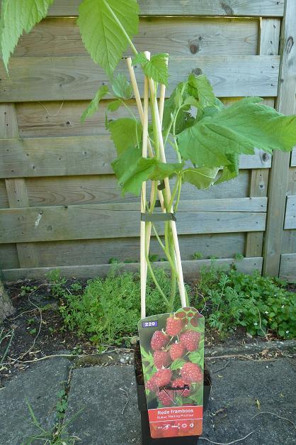 p1070079-framboos33261370449228.JPG