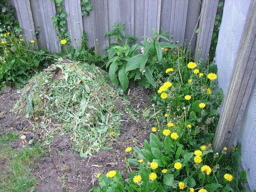 paardenbloem31481431268532.jpg