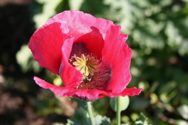 papaver88661342528518.JPG
