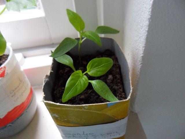 paprika-(1)17821336235606.JPG