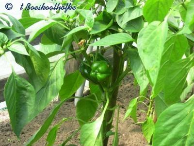paprika-201152851336850812.jpg