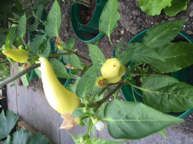 paprika-25-mei-201693001464202028.JPG