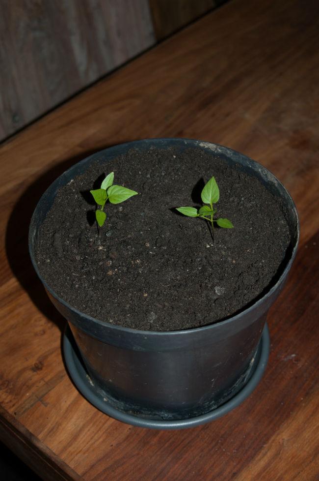 paprika-Kobold-F114871391838461.jpg