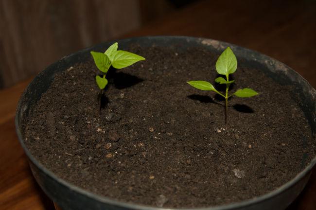 paprika-Kobold-F1a79021391838474.jpg