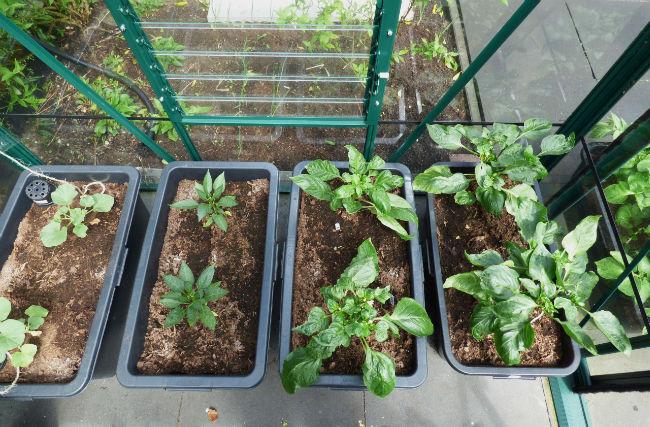 paprika-en-melon-14-05-1611291463237916.JPG
